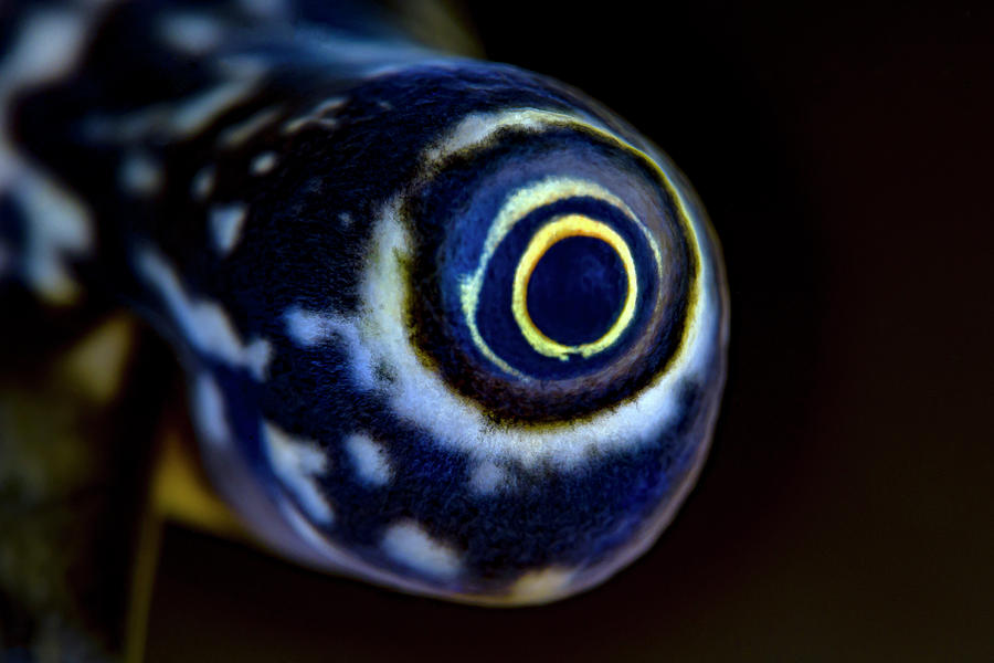 Eye Of A Milk Conch Lobatus Costatus Photograph by Bruce Shafer