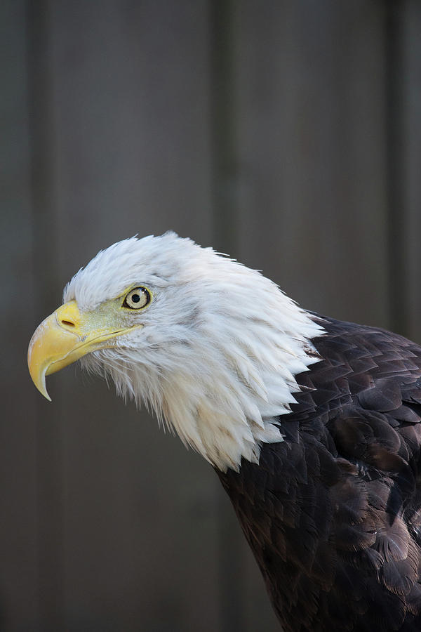 Eye Of An Eagle Photograph