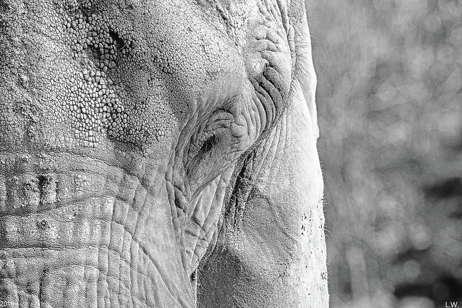 Eye Of An Elephant Black And White Photograph by Lisa Wooten