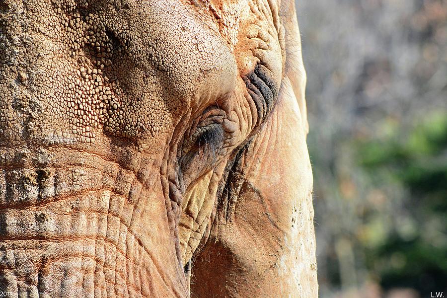 Eye Of An Elephant Photograph by Lisa Wooten