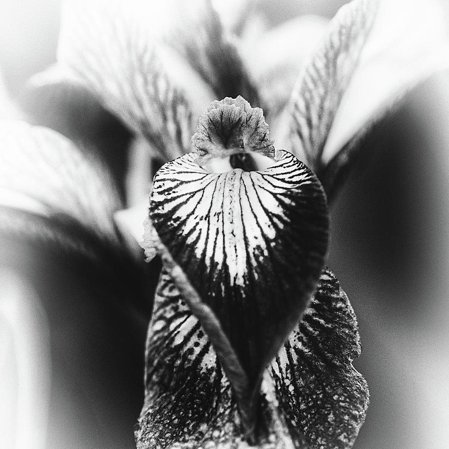 Eye Of An Iris Photograph by Sue Capuano - Fine Art America