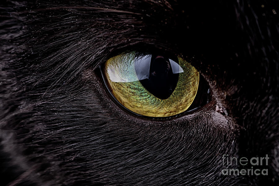 Eye Of Black Cat, Felis Silvestris Catus Photograph by Westend61