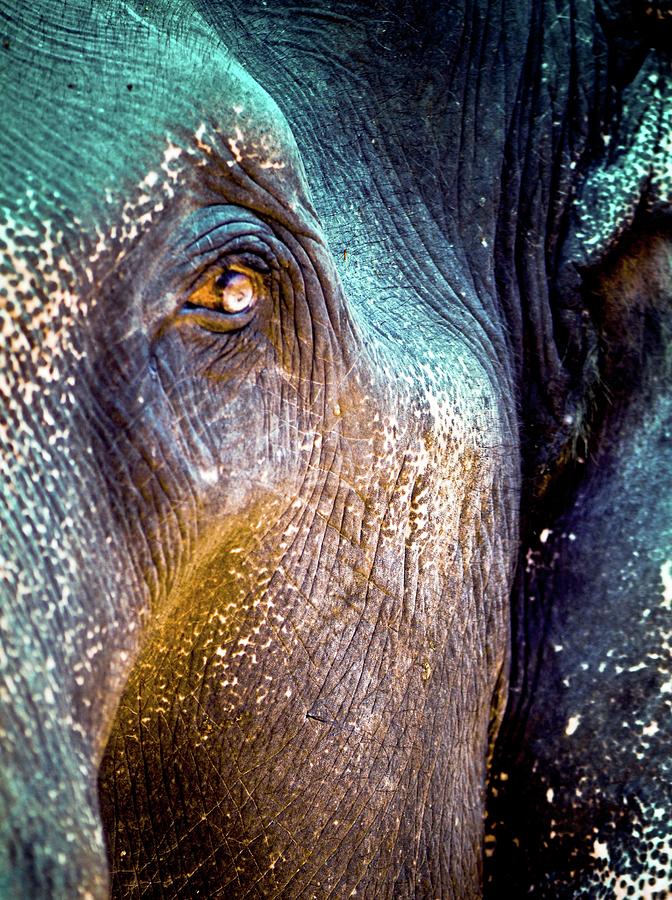 Eye Of Elephant Photograph by Copyright Yug and her