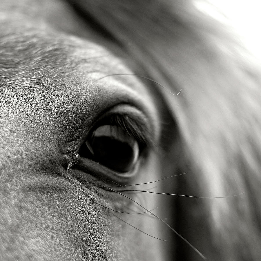Eye Of Horse Photograph by Gabriella Nonino