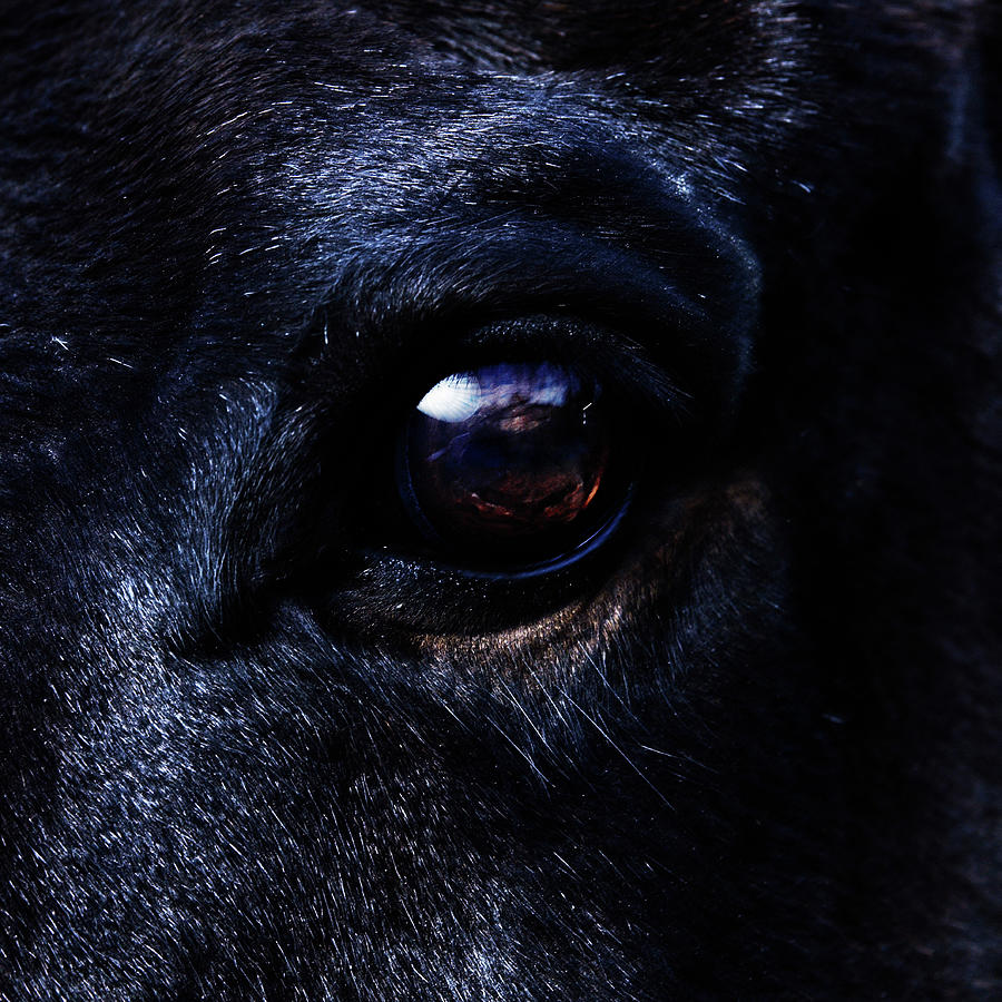 Eye Of Horse Photograph by Yusuke Murata