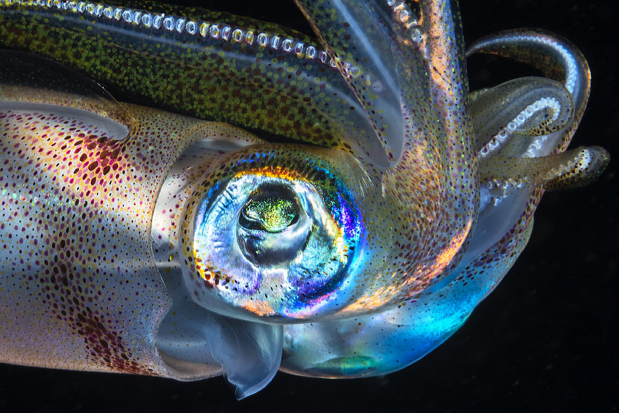 Squid Photograph - Eye Of Squid by Barathieu Gabriel