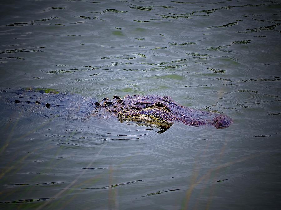 Eye Of the Alligator Photograph by Alida M Haslett