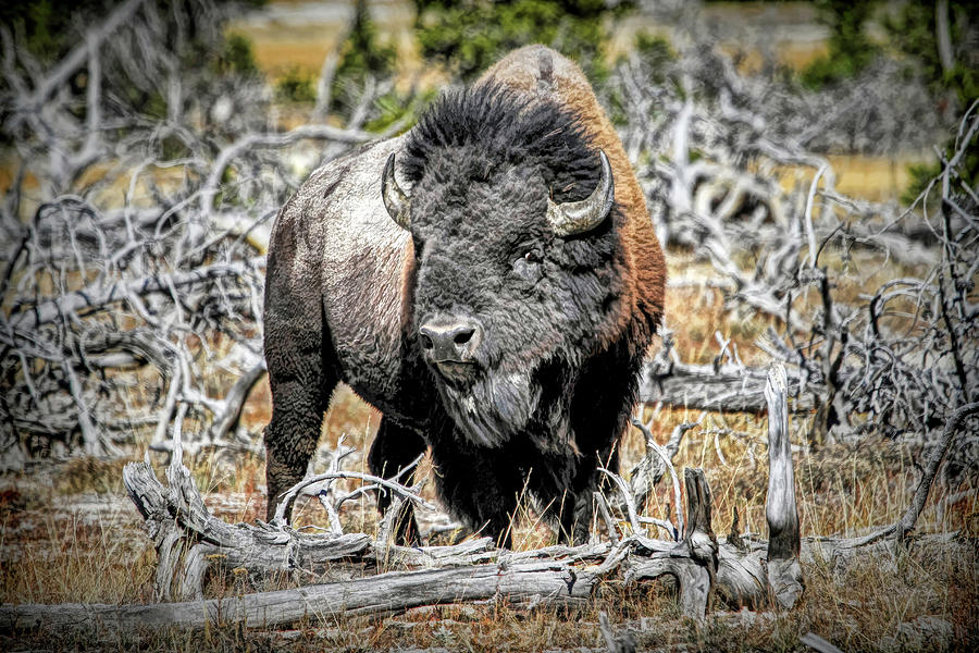Eye of the Buffalo Photograph by Donna Kennedy