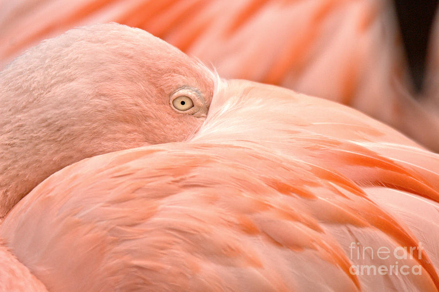 Eye Of The Flamingo Photograph by Adam Jewell