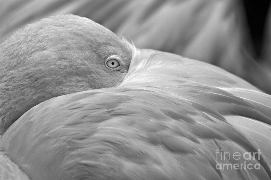 Eye Of The Flamingo Black And White Photograph by Adam Jewell