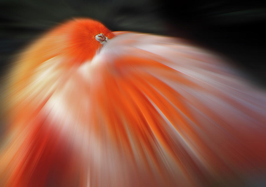 Eye Of The Flamingo Photograph