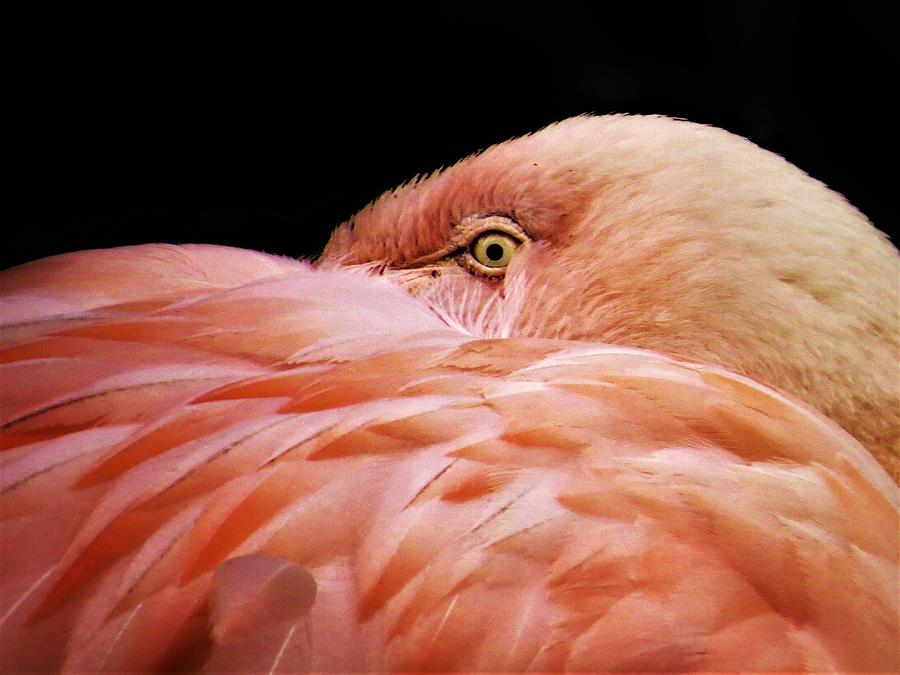 Eye of the Flamingo  Photograph by Lori Frisch