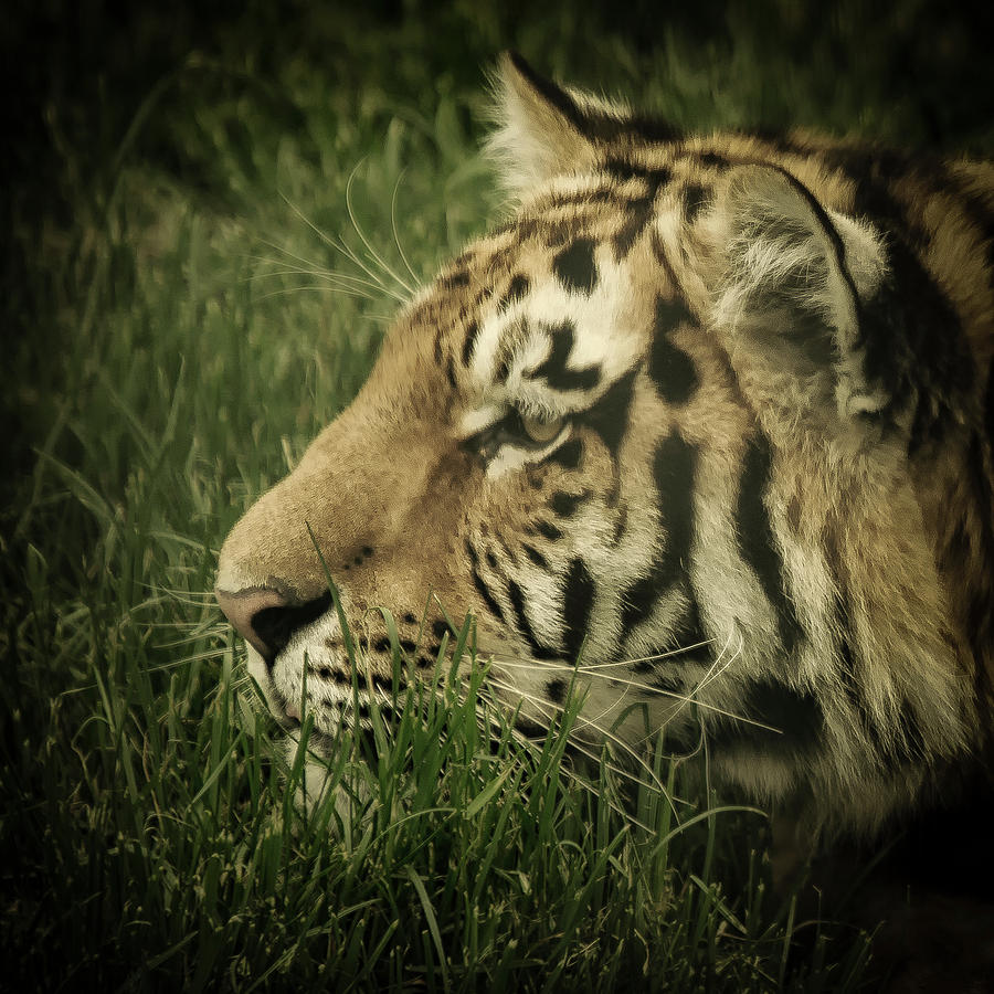 Eye of the tiger by Chris Boulton Eye of the tiger by Chris Boulton