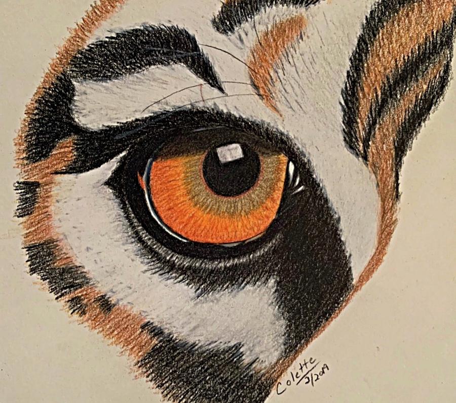 Eye of the tiger Drawing by Colette Lee