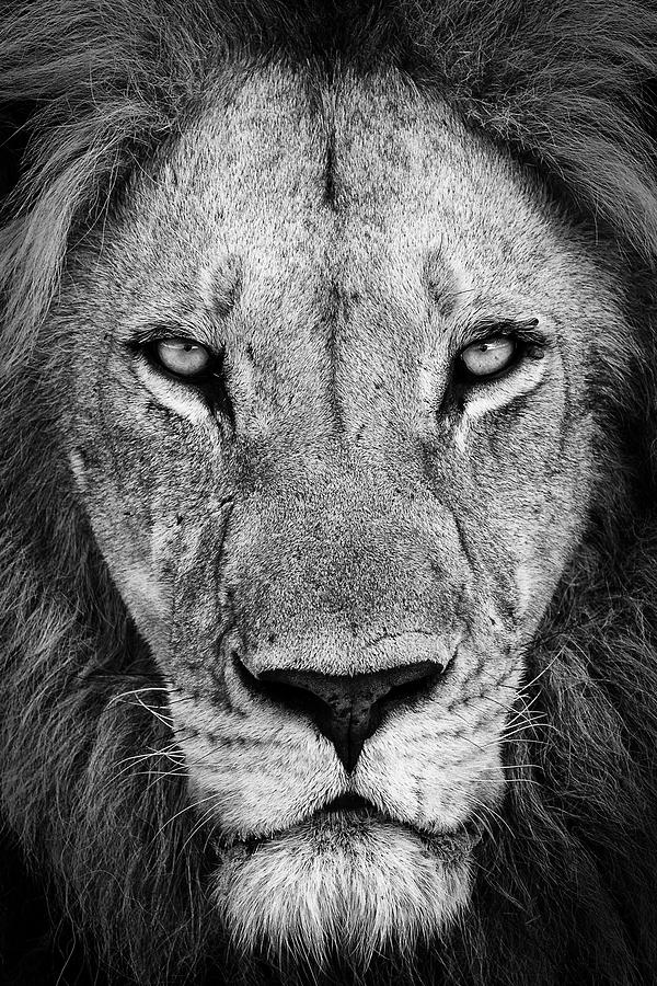 Lion Photograph - Eye To Eye by Ali Khataw
