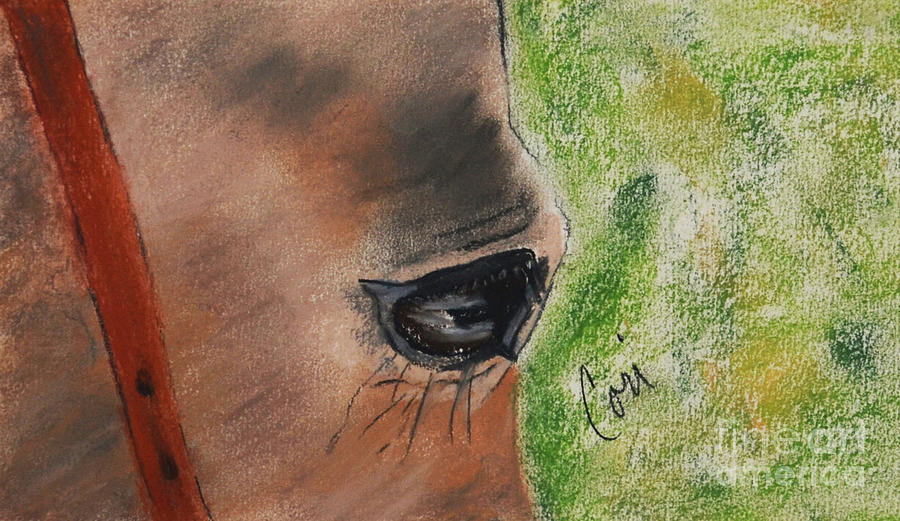 Horse Drawing - Eye To Eye by Cori Solomon