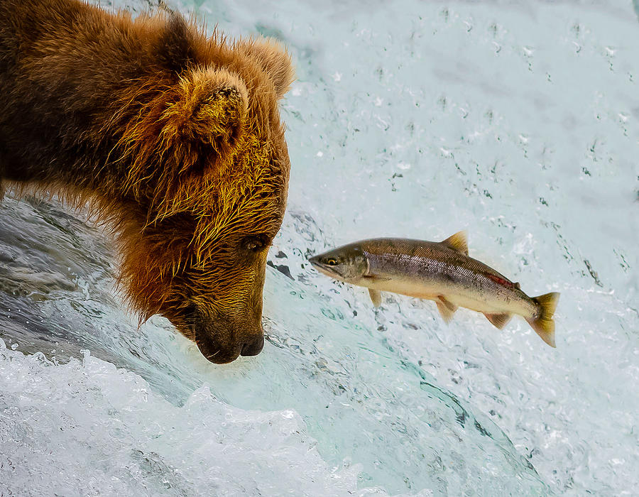 Bear Photograph - Eye To Eye by Liwen Tao
