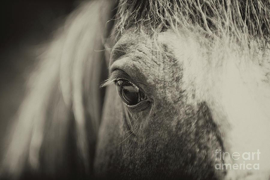Black And White Photograph - Eye to the Soul by Dale Powell