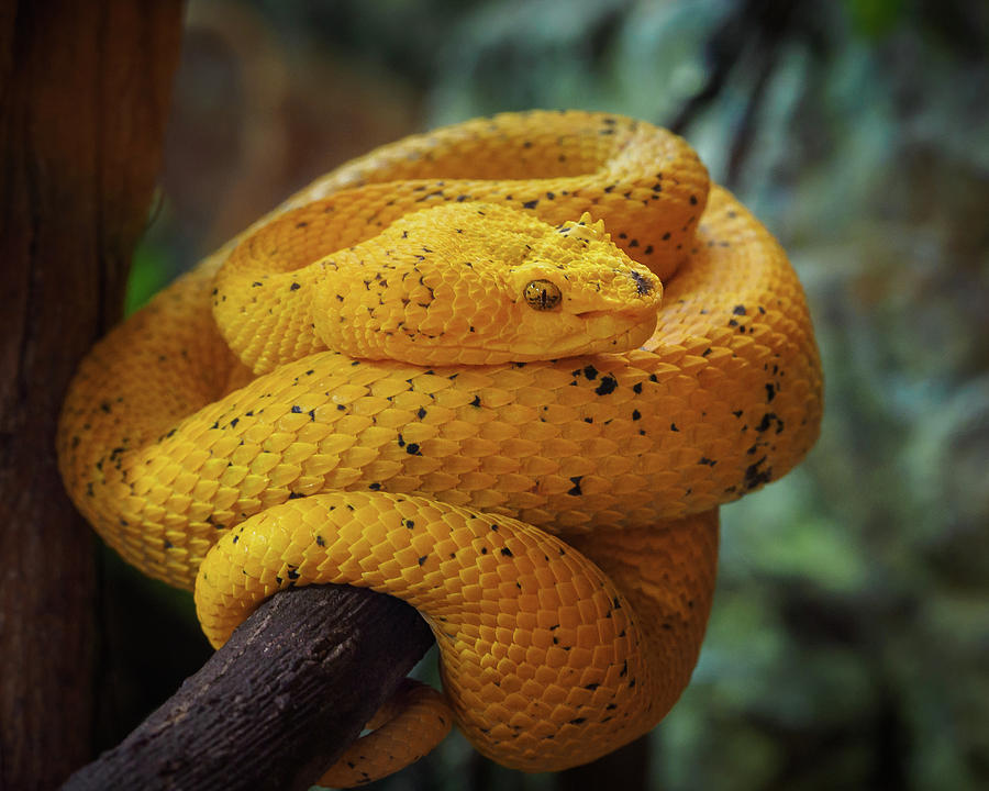 Eyelash viper - Bothriechis schlegelii Photograph by Francisco Herrera