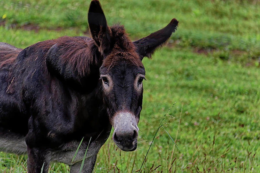Eyelashes for Miles  North Carolina Donkey Photograph by Rebecca Carr