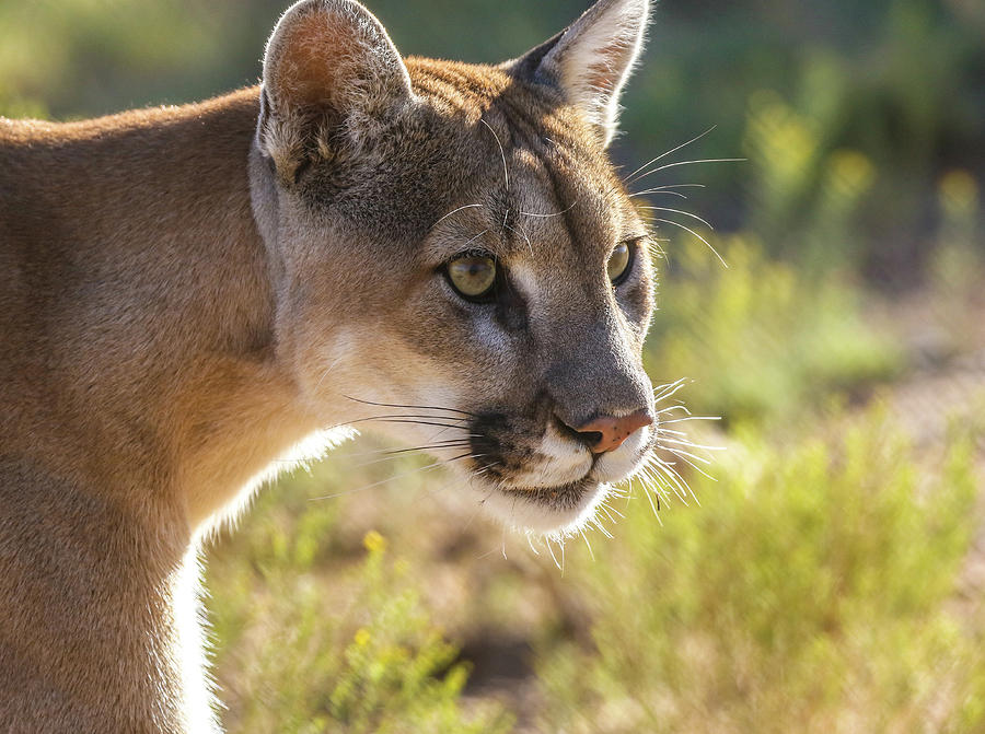 Cat Photograph - Eyes Of A Cougar by Athena Mckinzie