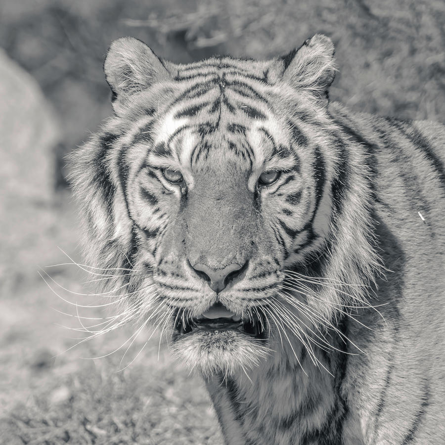 Eyes of a predator Photograph by Darrell Foster - Fine Art America