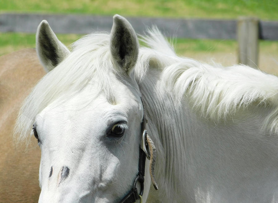 Eyes Of A White Horse Photograph