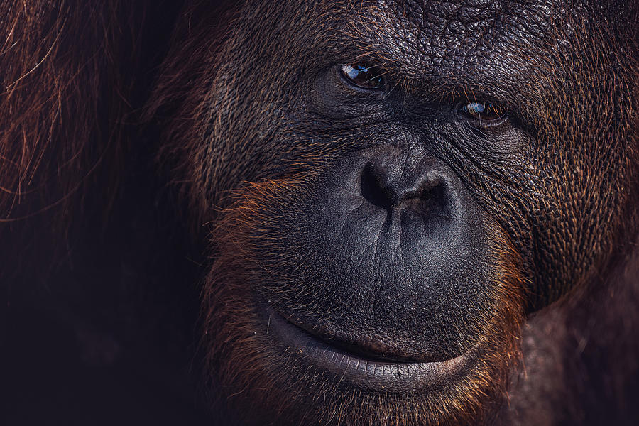 Animal Photograph - Eyes Of Borneo by Marco Tagliarino