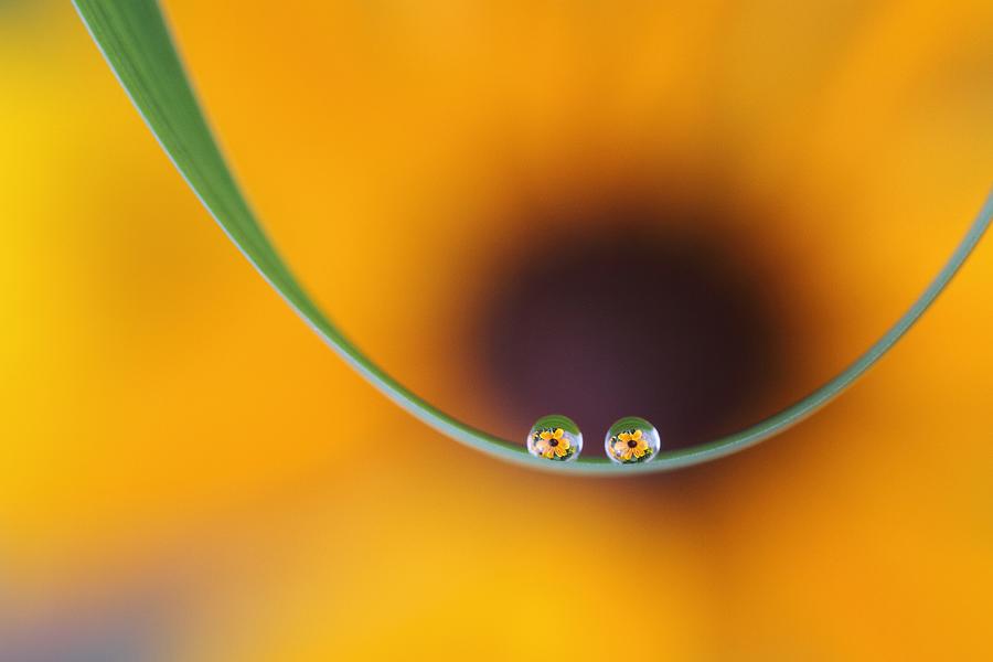 Abstract Photograph - Eyes Of Flowers by Bertrand Kulik
