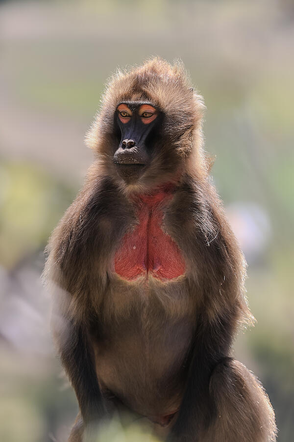 Eyes Of Gelada Photograph by Jamil Badalov Eyes Of Gelada Photograph by Jamil Badalov