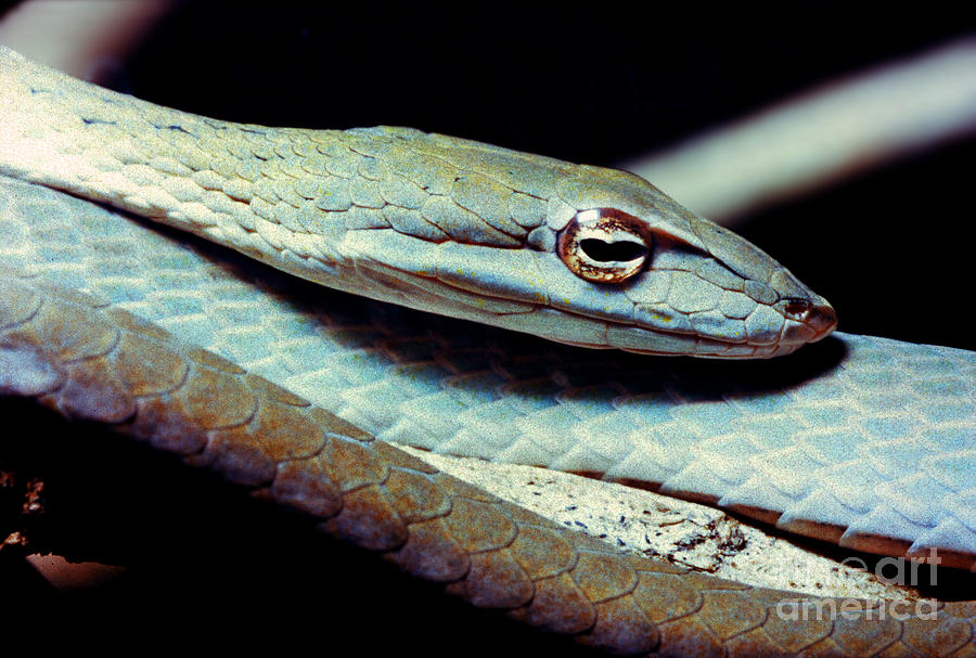Eyes of Gunthers Whip Snake, Ahaetulla fronticincta Photograph by Wernher Krutein