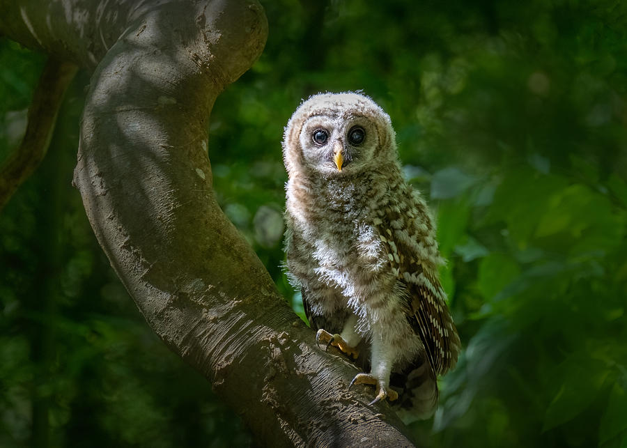 Eyes Of Wonder: A Young Barred Owl\s Curiosity Photograph by Jianping Yang