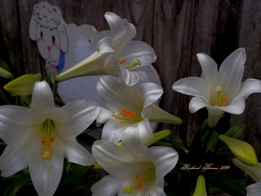 Eyes on Madonna Lilies Photograph by Richard Thomas