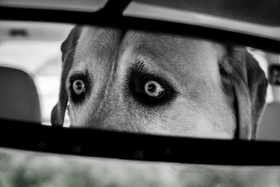 Black And White Photograph - Eyes on the Road by David A Litman