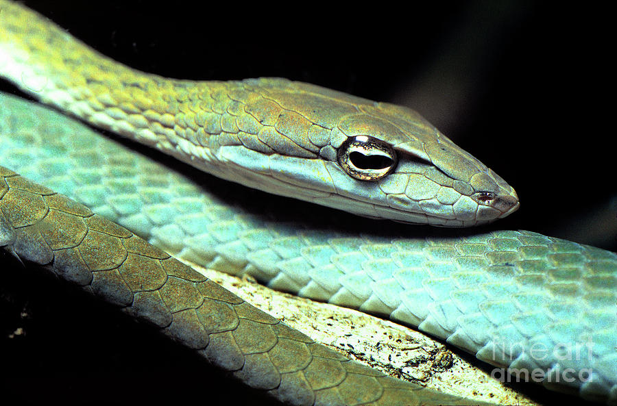 Eyes Peering of a Burmese Vine Snake, Ahaetulla fronticincta Photograph by Wernher Krutein