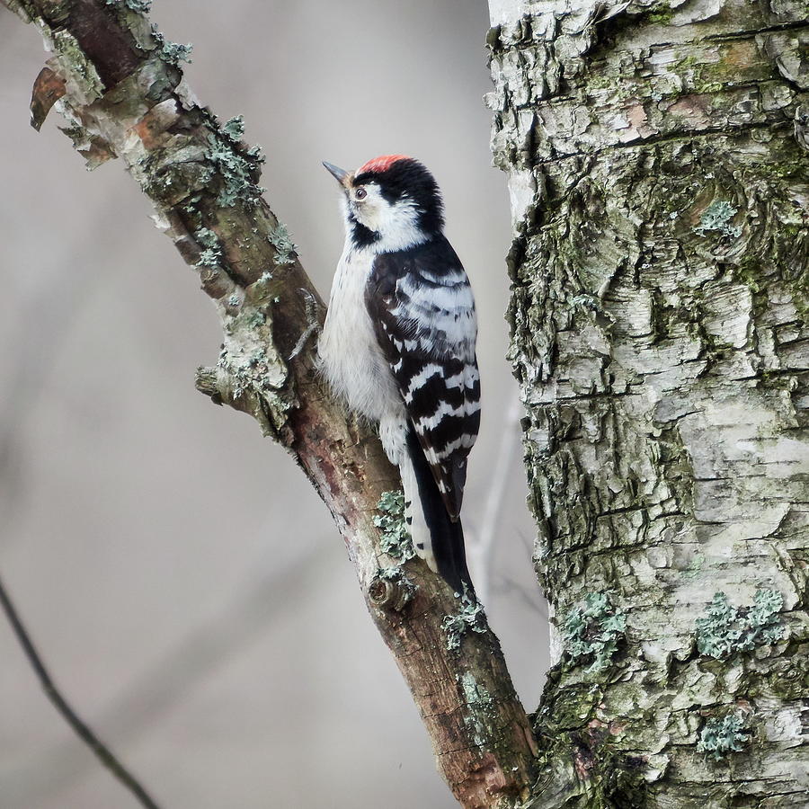 Eyes wide open. Lesser spotted woodpecker Photograph by Jouko Lehto