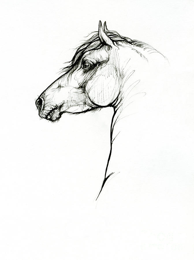 Horse head #3 Drawing by Ang El