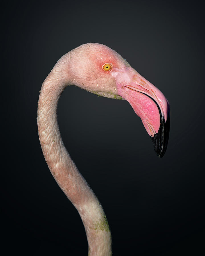Flamingo Photograph - F L A M B O Y A N C E by Fegari