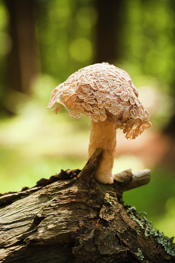 Fabric Mushroom With Lace Cap On Branch Photograph by Colin Cooke