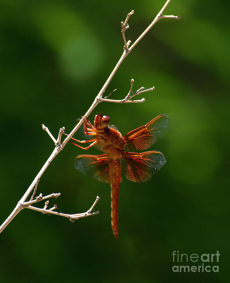 Fabulous Flame Skimmer Dragonfly  Photograph by Ruth Jolly