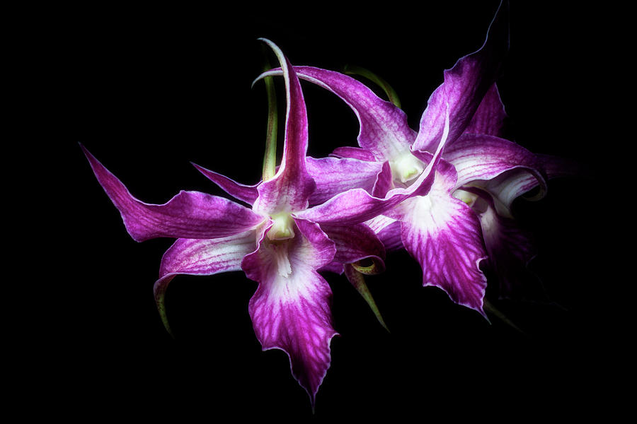 Fabulous Fronds by Cyndy Doty Fabulous Fronds by Cyndy Doty