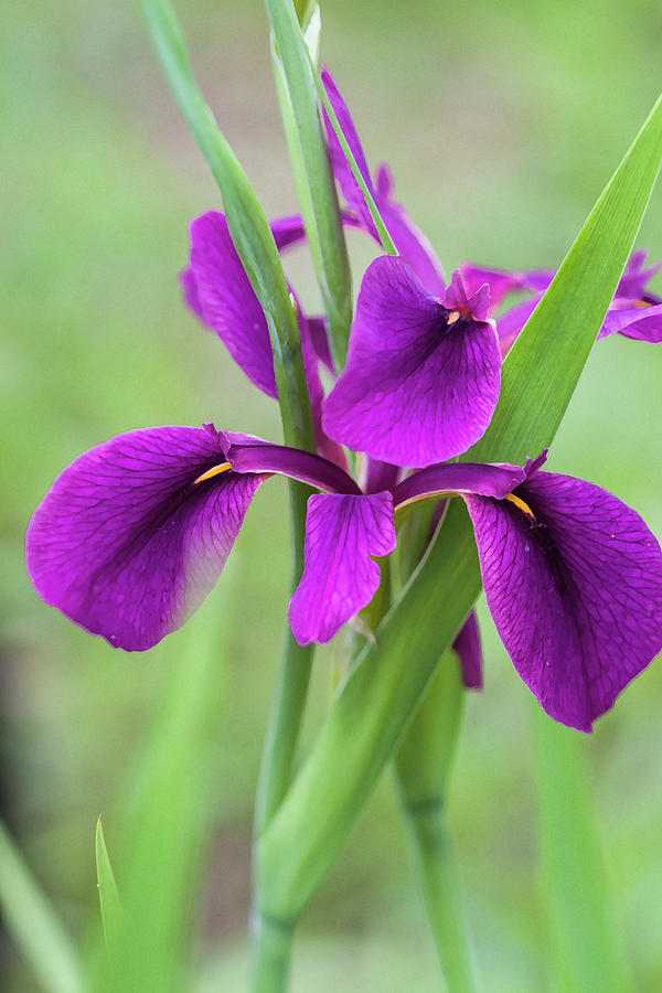 Fabulous Purple Bog Iris of Louisiana Photograph by Kathy Clark