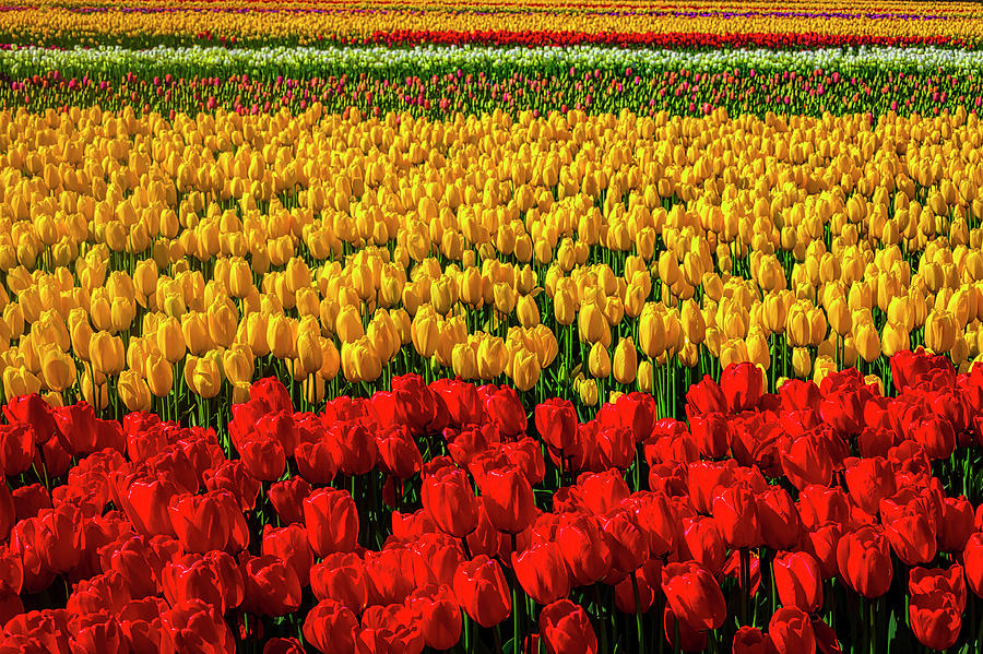 Fabulous Tulip Fields Photograph by Garry Gay