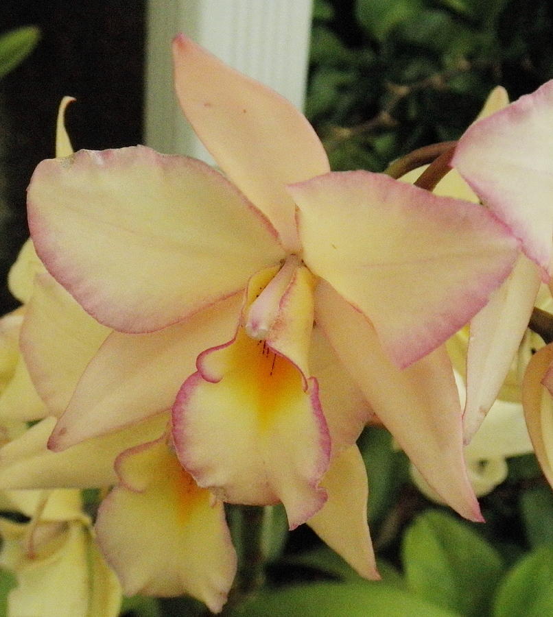 Fabulous Yellow Orchids Photograph by Barbara Keith