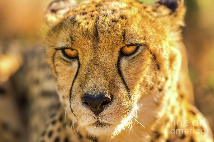 Face cheetah portrait Photograph by Benny Marty