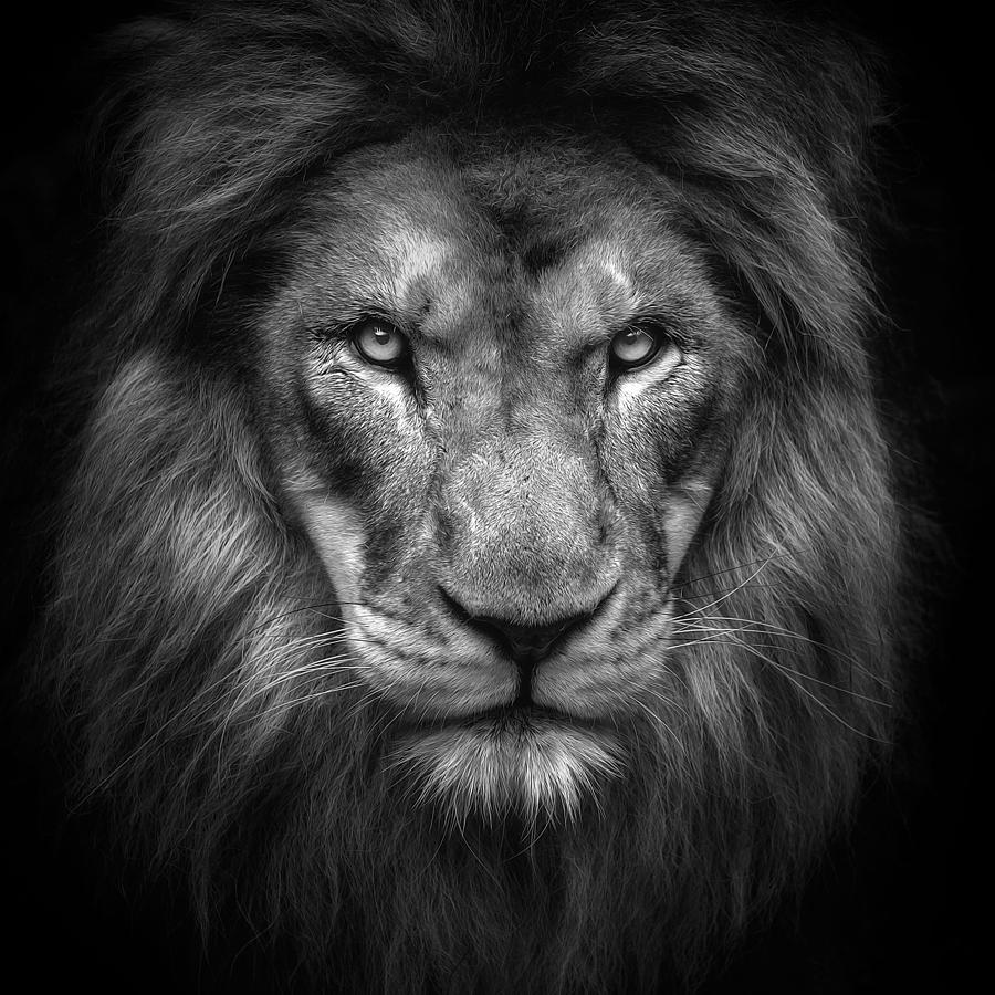 Lion Photograph - Face by Eiji Itoyama