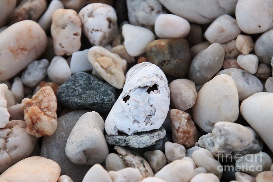 Face In The Shell Photograph By Karen Silvestri 