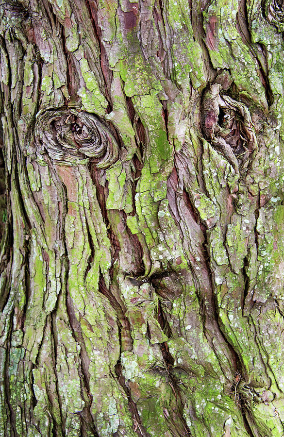 Face In The Tree Bark Photograph by Gary Slawsky