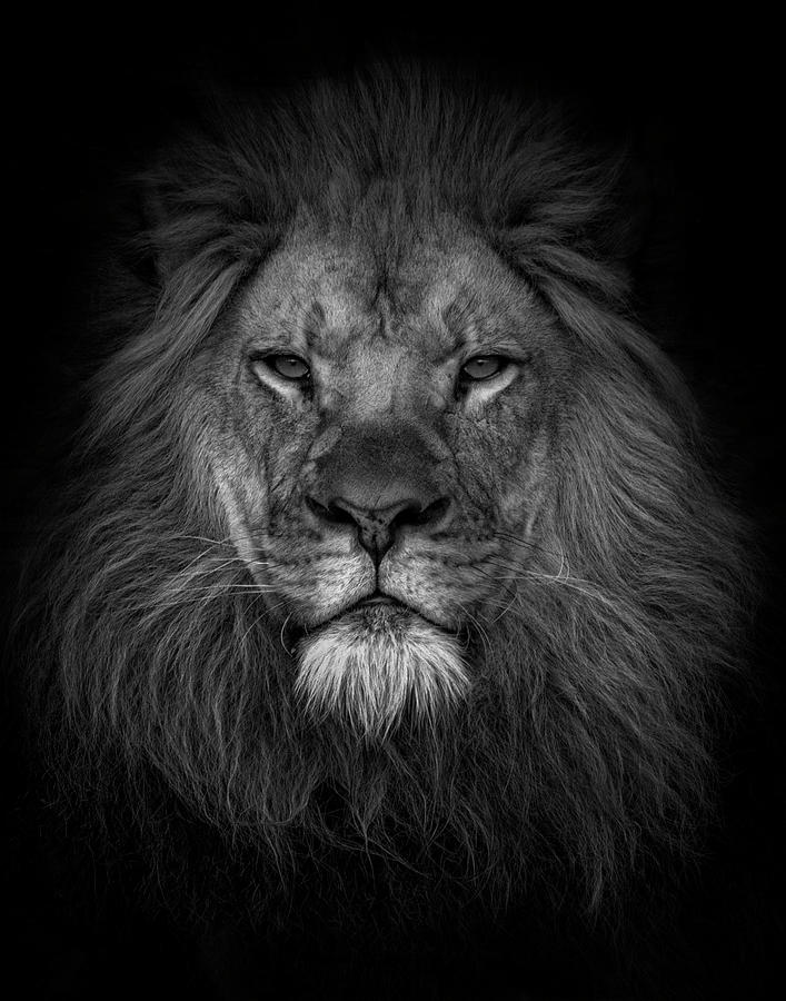 Face of a King Photograph by Kelley Parker | Fine Art America