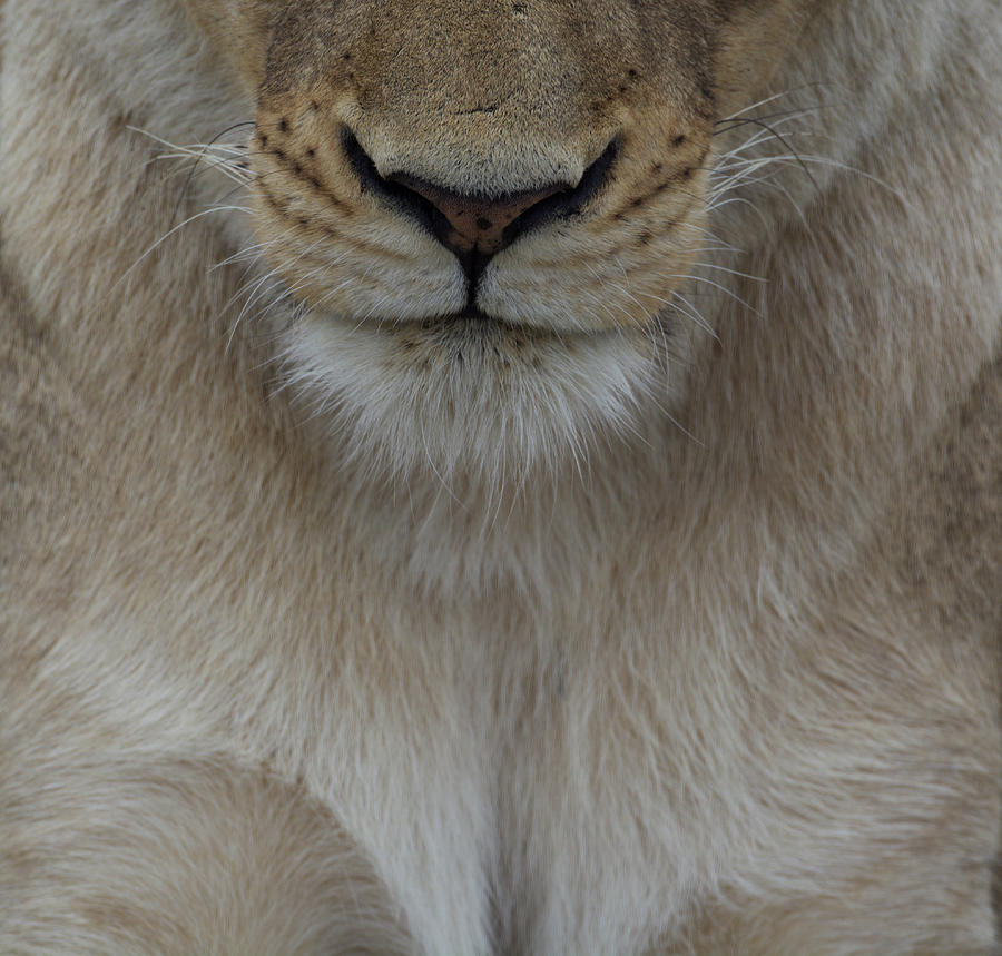 Face of a lioness - a close up view Photograph by Mark Hunter